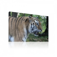 Tigris vászonkép