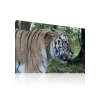 Tigris vászonkép